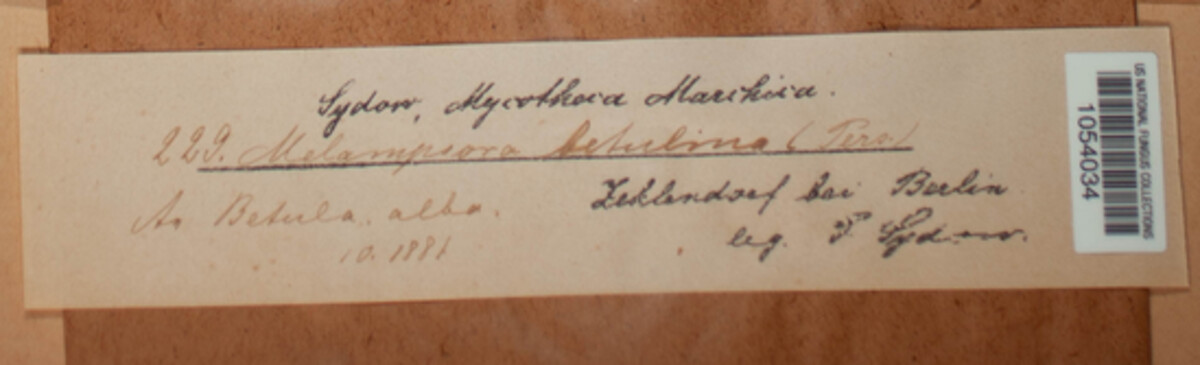 Melampsoridium betulinum image